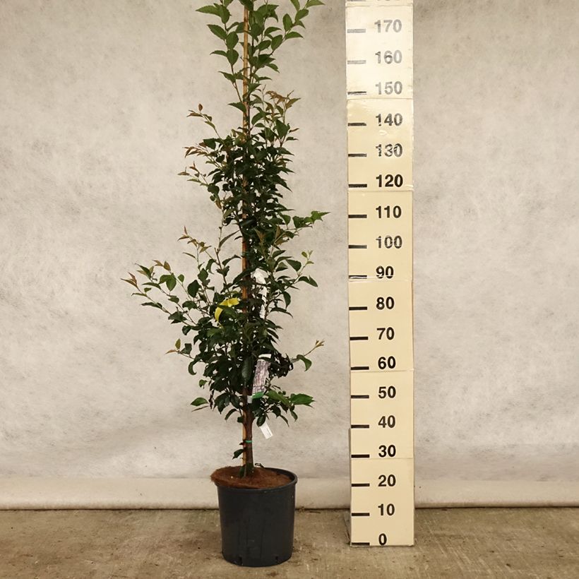Amostra de Prunus Pandora Vaso de 12 L/15 L, Haste tal como entregue no verão
