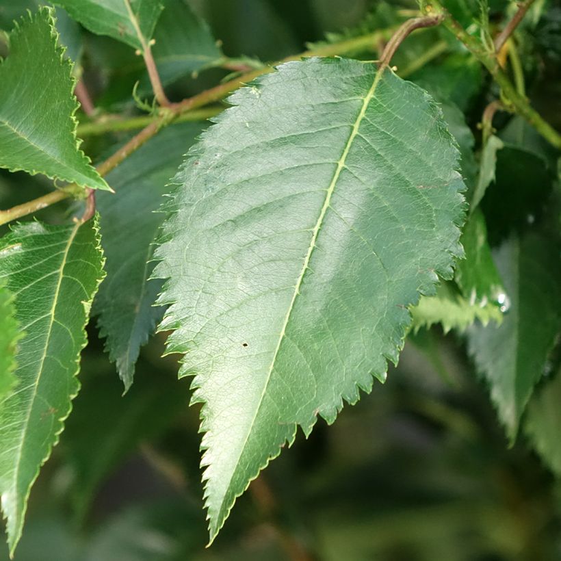 Prunus Pandora (Folhagem)