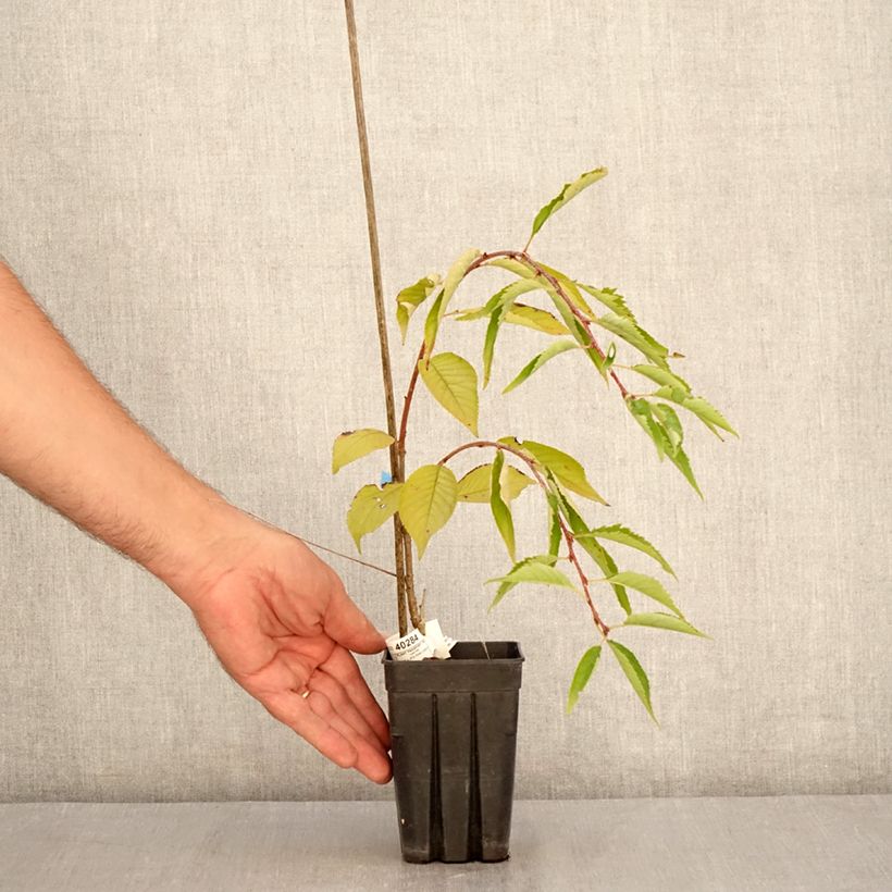 Amostra de Cerejeira de flor - Prunus Pink Cascade Vaso de 1 L/1,5 L tal como entregue no verão