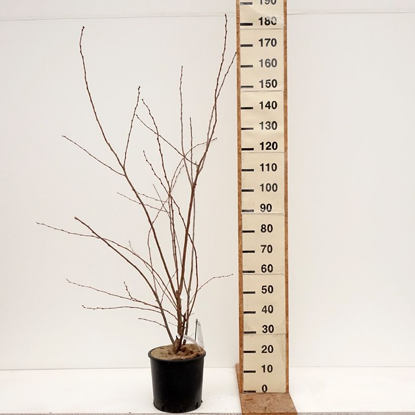 Amostra de Cerejeira de flor - Prunus Royal Flame Vaso de 12 L/15 L tal como entregue no inverno
