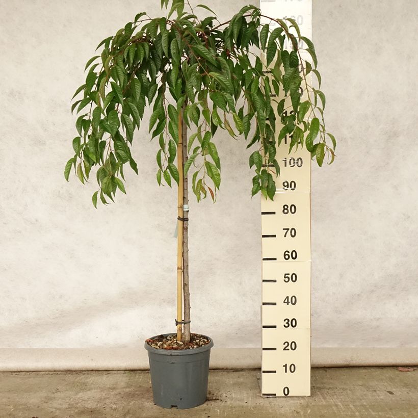 Amostra de Prunus serrulata Kiku Shidare Zakura Vaso de 7,5 L/10 L tal como entregue no verão