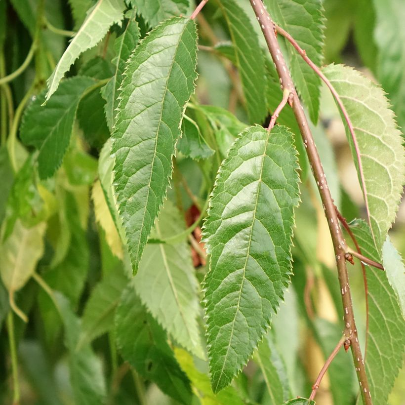 Prunus serrulata Kiku Shidare Zakura (Folhagem)