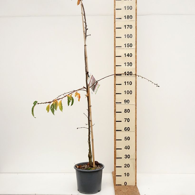 Amostra de Prunus serrulata Kiku Shidare Zakura Vaso de 7,5 L/10 L tal como entregue no outono