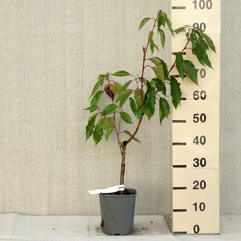 Amostra de Prunus serrulata Pink Perfection Vaso de 4 L/5 L tal como entregue no outono