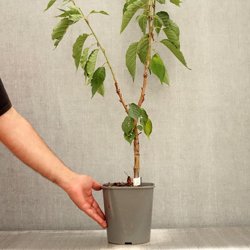 Amostra de Prunus serrulata Pink Perfection Vaso de 4 L/5 L tal como entregue no verão
