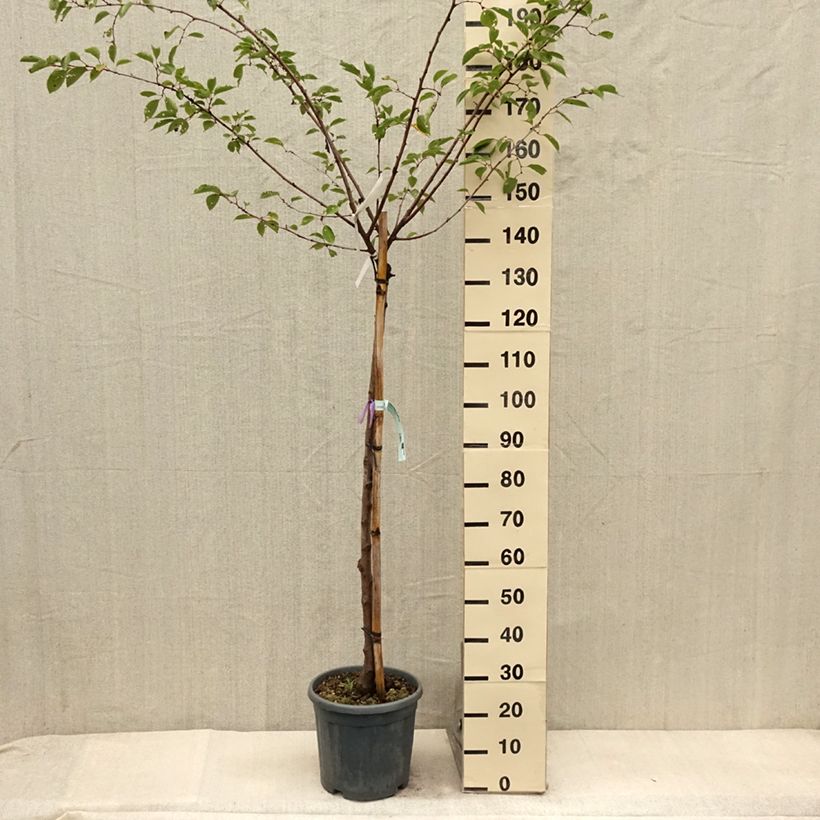 Amostra de Prunus serrulata Shirofugen Vaso de 12 L/15 L, Meia haste tal como entregue no verão
