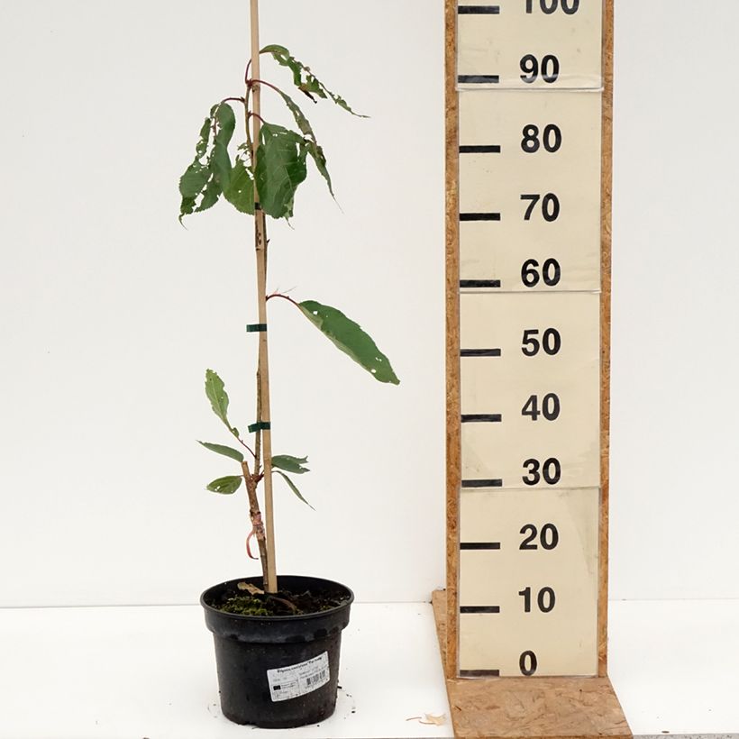 Amostra de Cerisier à fleurs - Prunus serrulata Tai-haku Pot de 4L/5L tal como entregue no outono