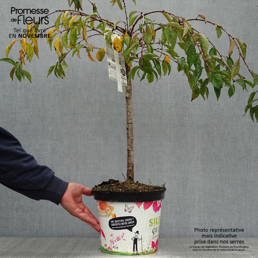 Amostra de Cerejeira-florida - Prunus Snow Fountains Vaso de 7,5 L/10 L, Haste tal como entregue no outono