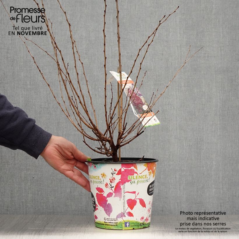 Amostra de Cerejeira de flor - Prunus subhirtella Fukubana Vaso de 4 L/5 L tal como entregue no outono