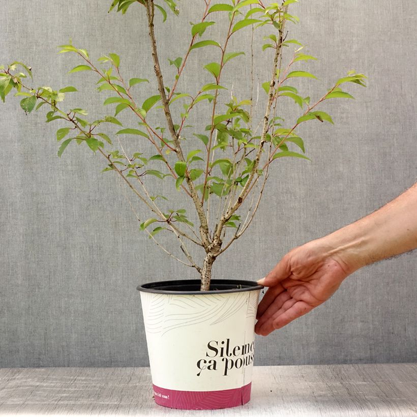 Amostra de Cerejeira de flor - Prunus subhirtella Fukubana Vaso de 4 L/5 L tal como entregue no verão