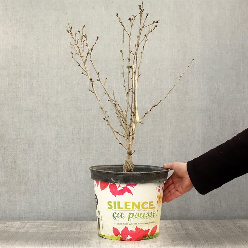 Amostra de Cerisier à fleurs - Prunus subhirtella Fukubana Pot de 7,5L/10L tal como entregue no outono