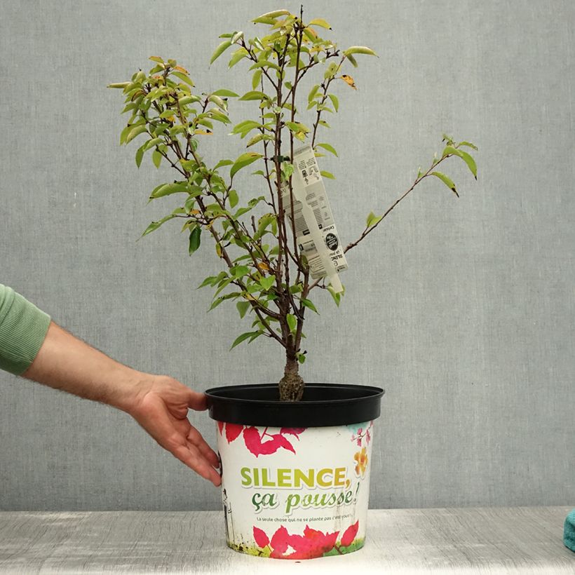 Amostra de Cerejeira de flor - Prunus subhirtella Fukubana Vaso de 7,5 L/10 L tal como entregue no verão
