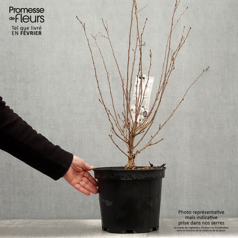 Amostra de Cerisier à fleurs - Prunus subhirtella Fukubana Vaso de 7,5 L/10 L tal como entregue no inverno