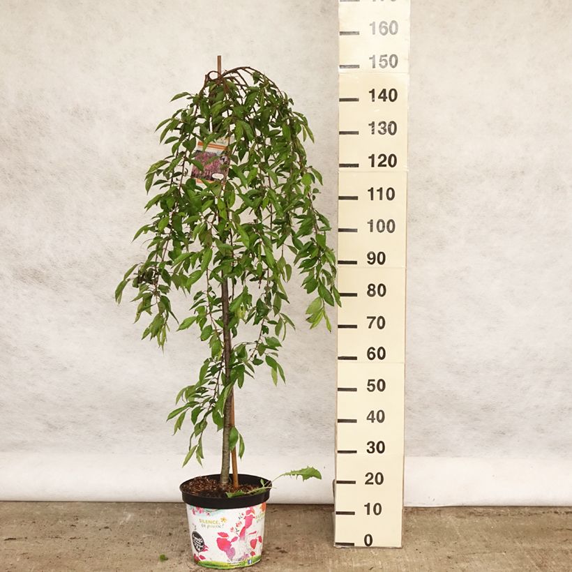 Amostra de Cerejeira de flor - Prunus subhirtella Pendula Rubra Vaso de 7,5 L/10 L, Haste tal como entregue na primavera