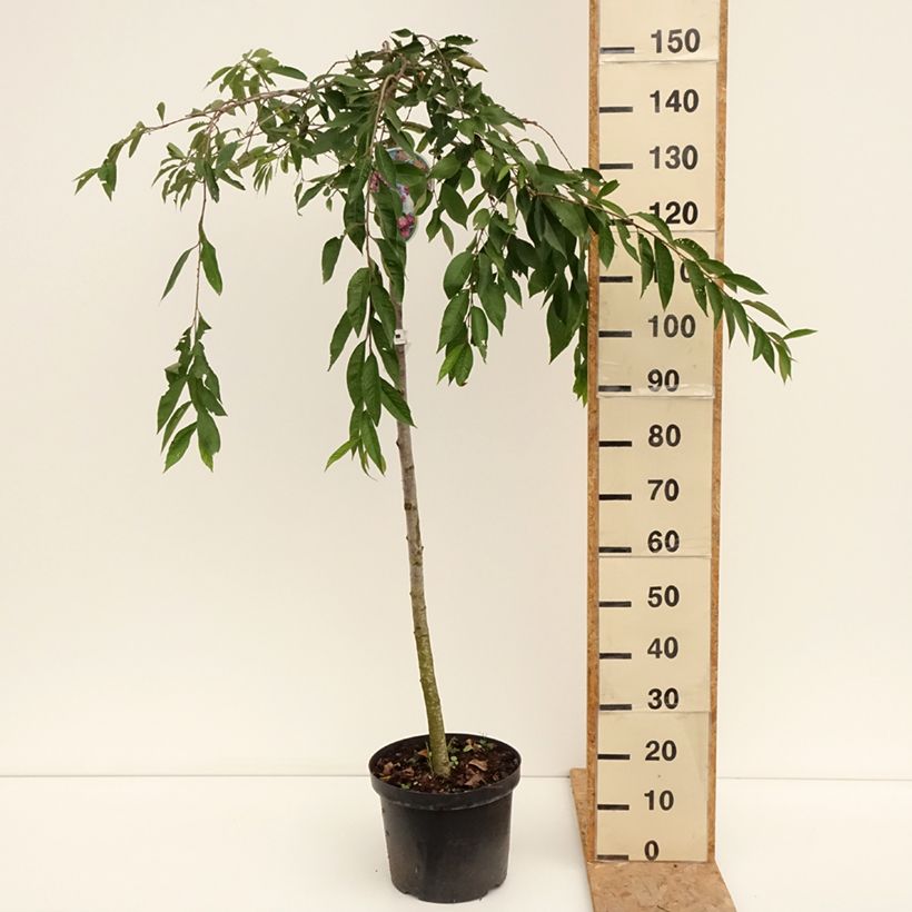 Amostra de Cerejeira de flor - Prunus subhirtella Pendula Rubra Vaso de 7,5 L/10 L, Haste tal como entregue no verão