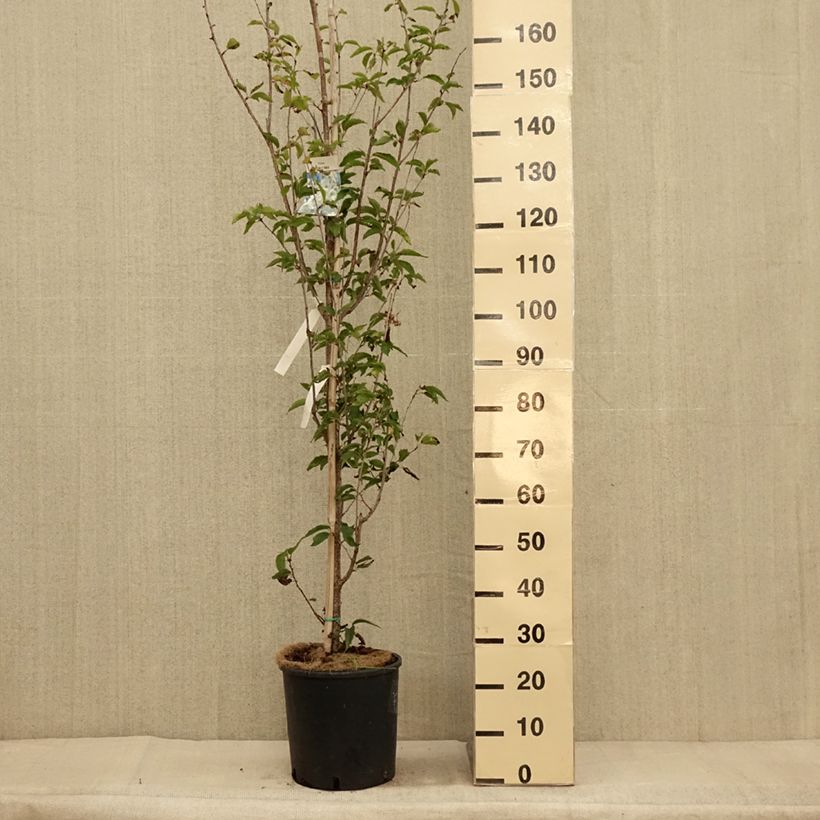 Amostra de Cerejeira-do-japão - Prunus Umineco em flor Vaso de 12 L/15 L tal como entregue no outono