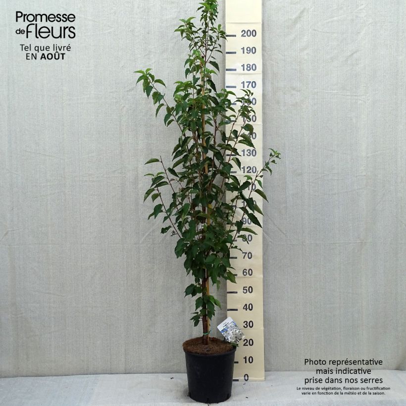 Amostra de Cerejeira-do-japão - Prunus Umineco em flor Vaso de 12 L/15 L tal como entregue no verão