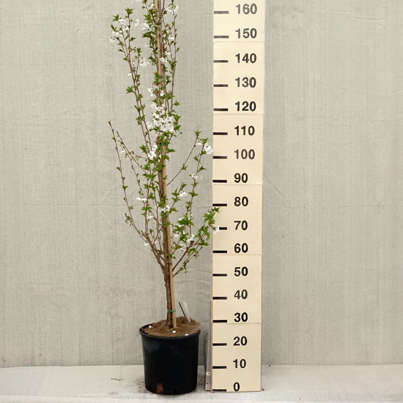 Amostra de Cerejeira-do-japão - Prunus Umineco em flor Vaso de 12 L/15 L tal como entregue na primavera