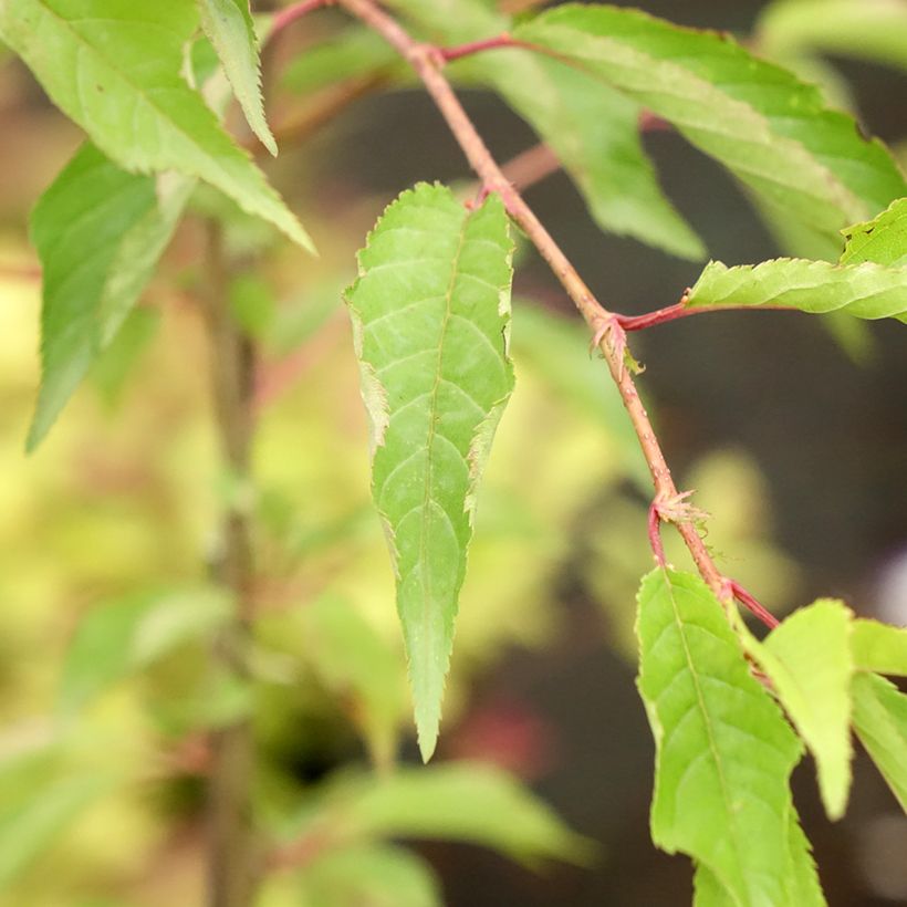 Cerejeira de flor - Prunus Pink Cascade (Folhagem)