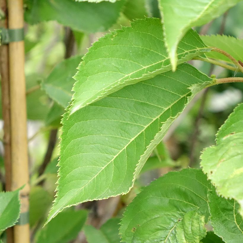 Cerejeira de florida - Prunus yedoensis (Folhagem)