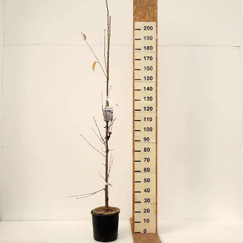 Amostra de Cerejeira de florida - Prunus yedoensis Vaso de 12 L/15 L tal como entregue no outono