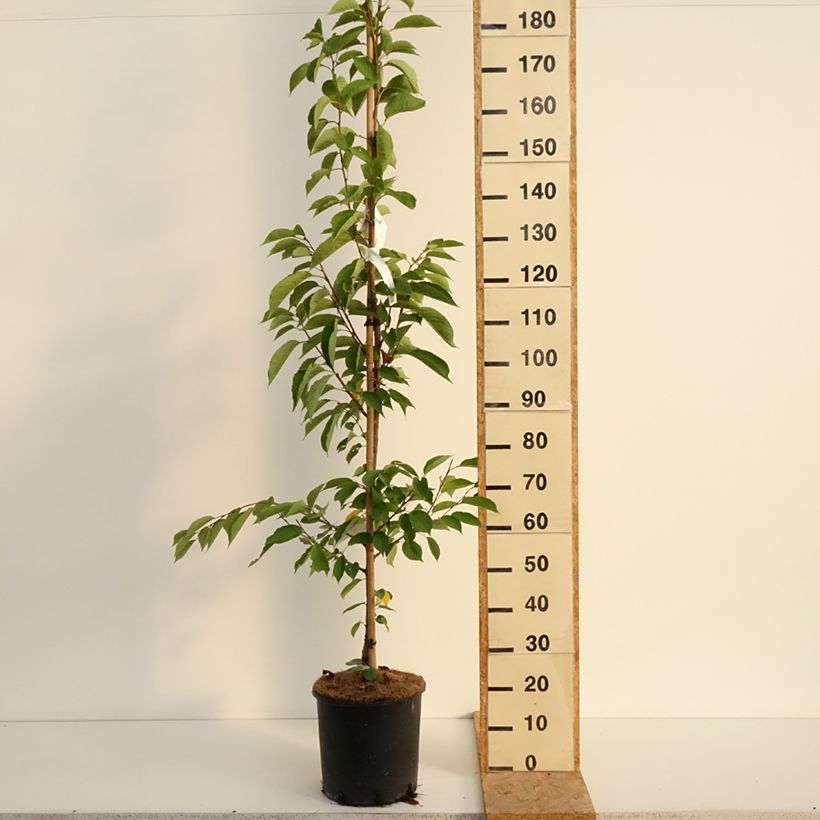 Amostra de Cerisier à fleurs - Prunus yedoensis  Vaso de 12 L/15 L tal como entregue no verão