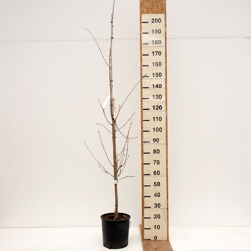 Amostra de Cerejeira de florida - Prunus yedoensis Vaso de 12 L/15 L tal como entregue no inverno