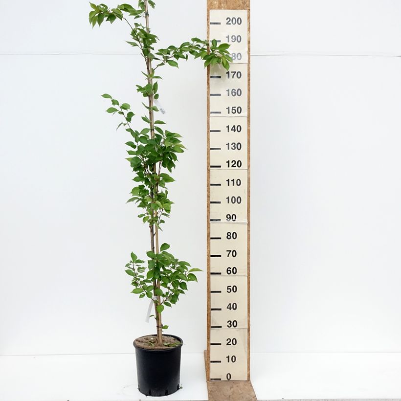 Amostra de Cerejeira de florida - Prunus yedoensis Vaso de 12 L/15 L tal como entregue na primavera