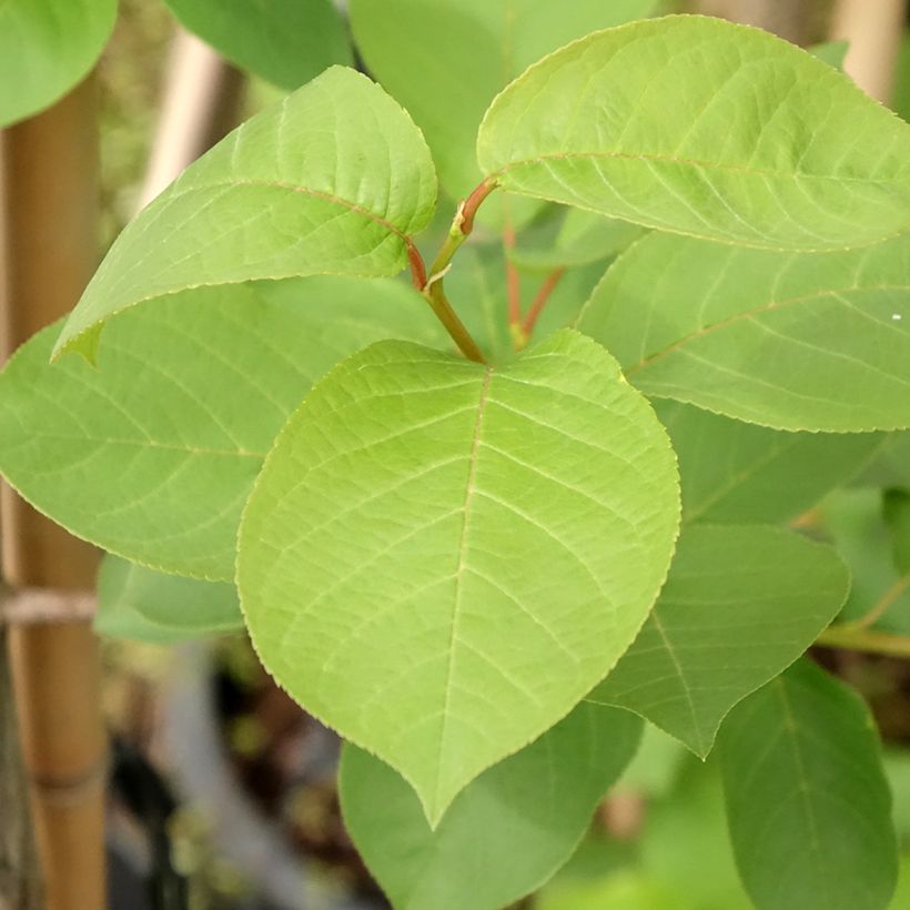 Prunus virginiana Canada Red (Folhagem)