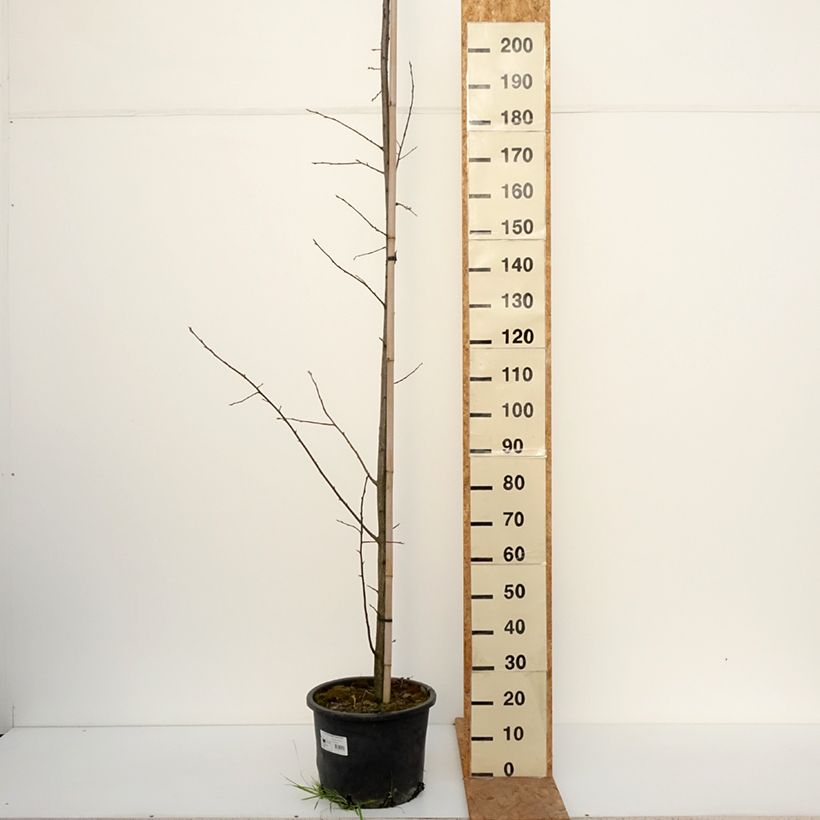 Amostra de Prunus virginiana Canada Red Vaso de 20 L/25 L tal como entregue no outono