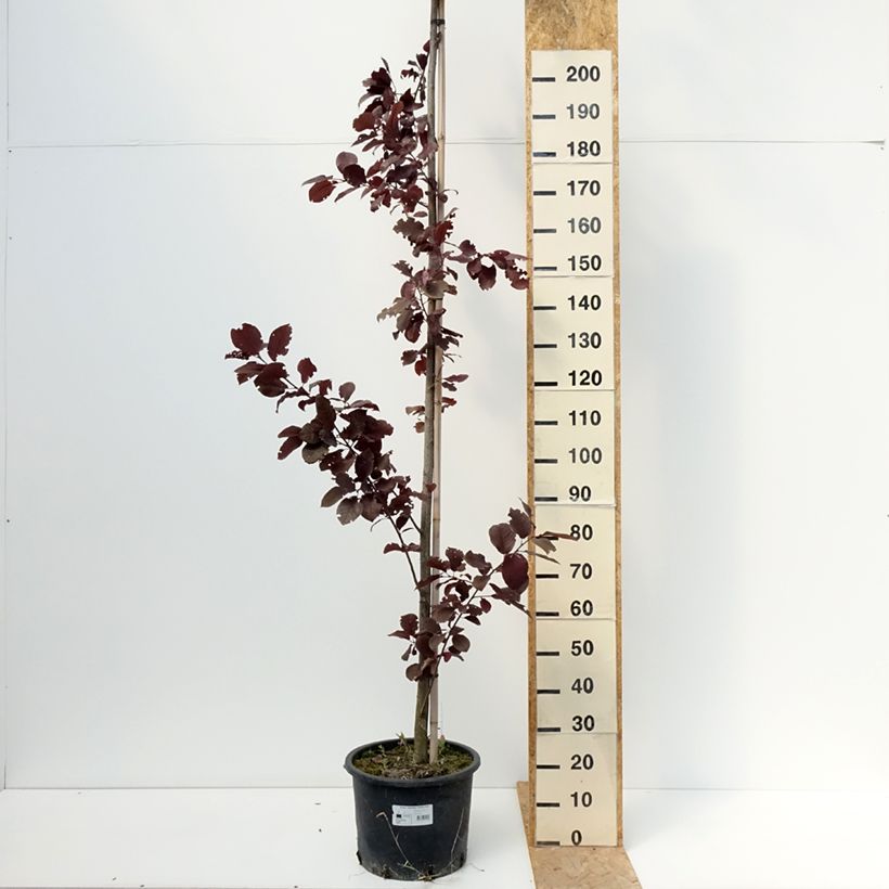 Amostra de Prunus virginiana Canada Red Vaso de 20 L/25 L tal como entregue no verão