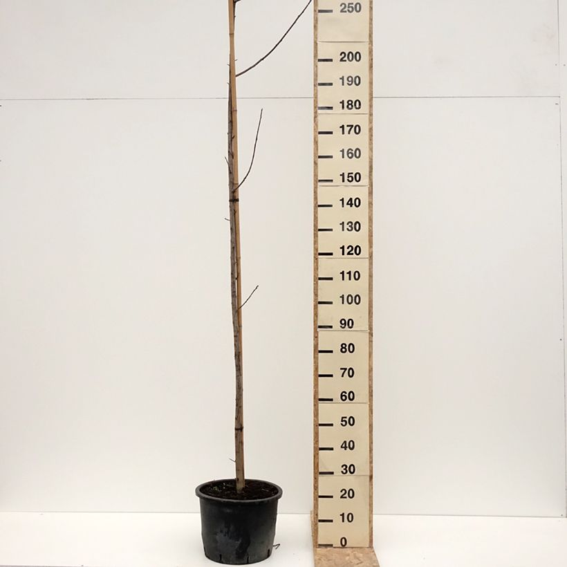 Amostra de Cerisier à grappes de Virginie - Prunus virginiana Canada Red Vaso de 20 L/25 L tal como entregue no inverno