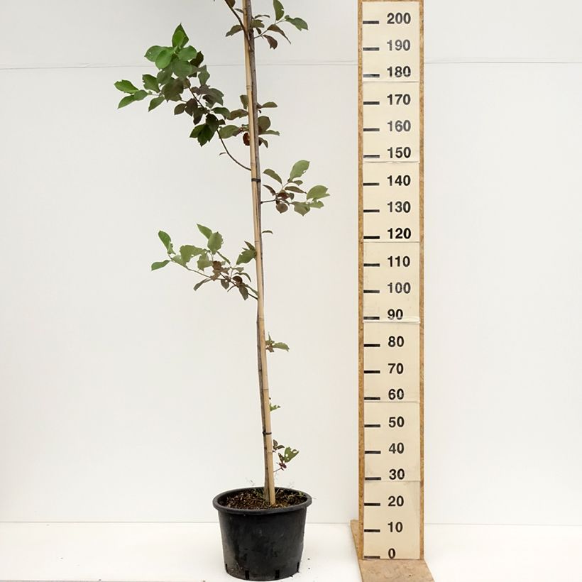 Amostra de Prunus virginiana Canada Red Vaso de 20 L/25 L tal como entregue na primavera