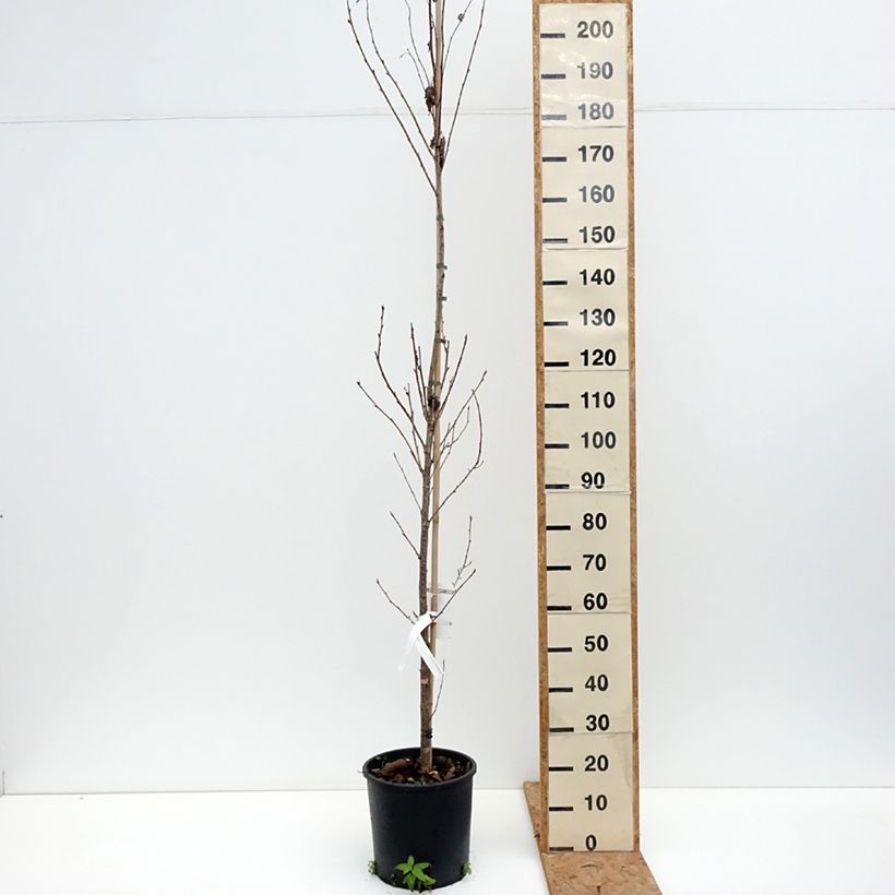 Amostra de Prunus serrulata Sunset Boulevard Vaso de 12 L/15 L tal como entregue no outono