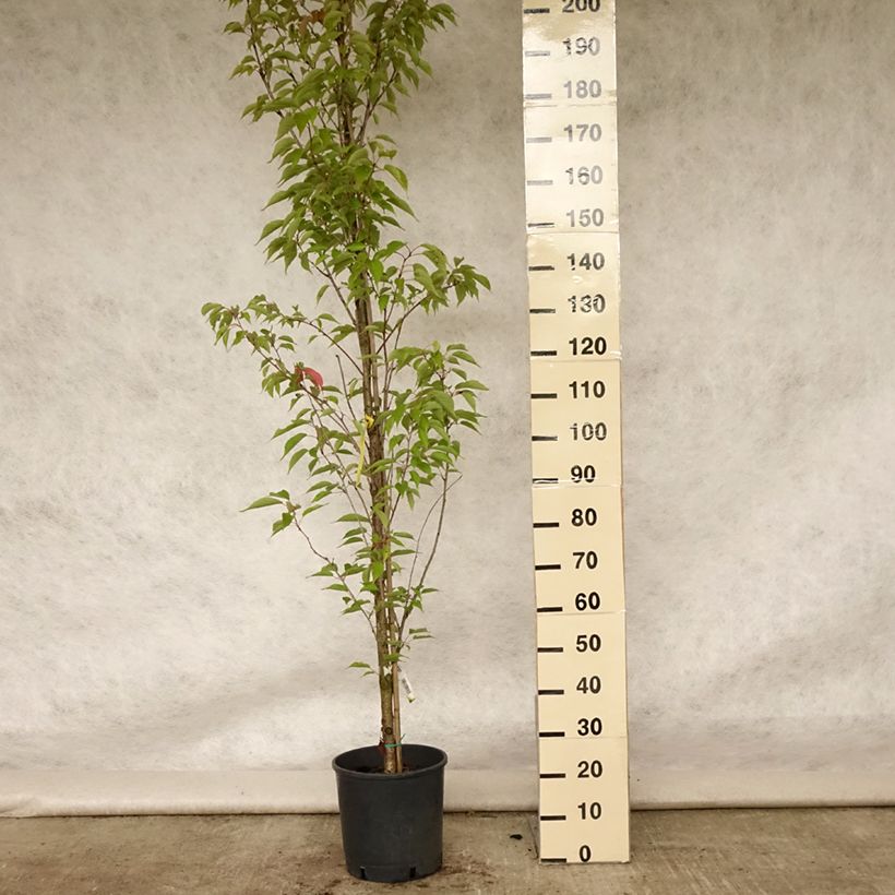 Amostra de Prunus serrulata Sunset Boulevard Vaso de 12 L/15 L tal como entregue no verão