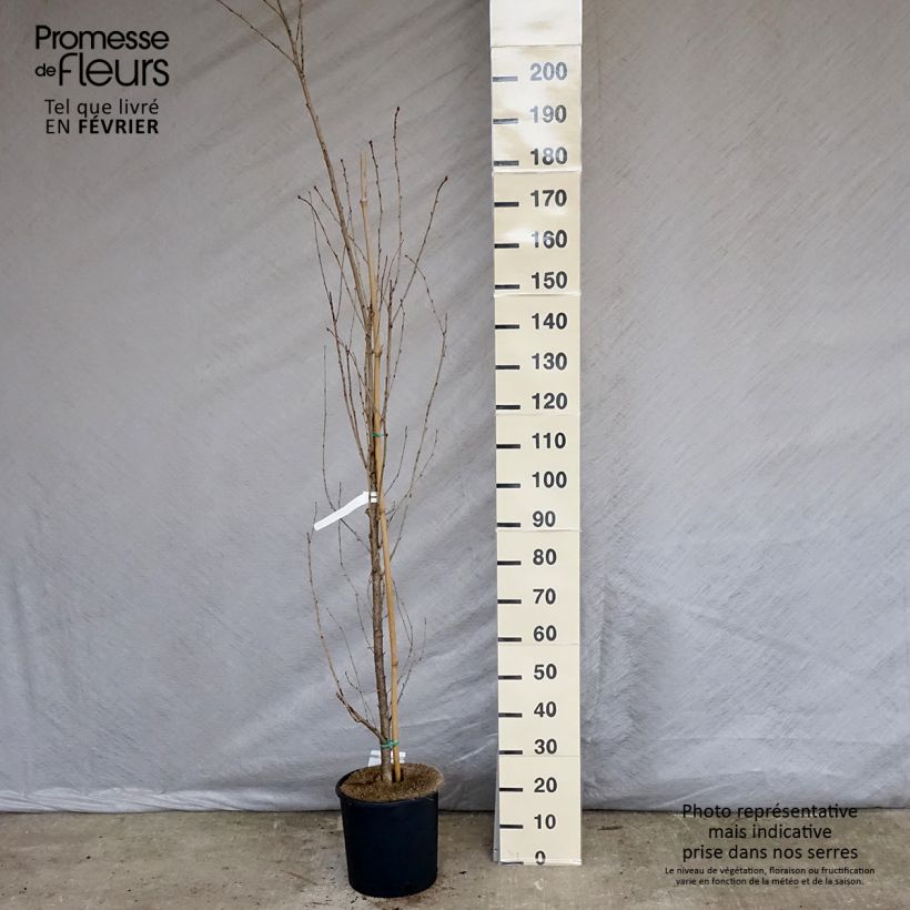Amostra de Cerisier à grappes - Prunus serrulata Sunset Boulevard Vaso de 12 L/15 L tal como entregue no inverno