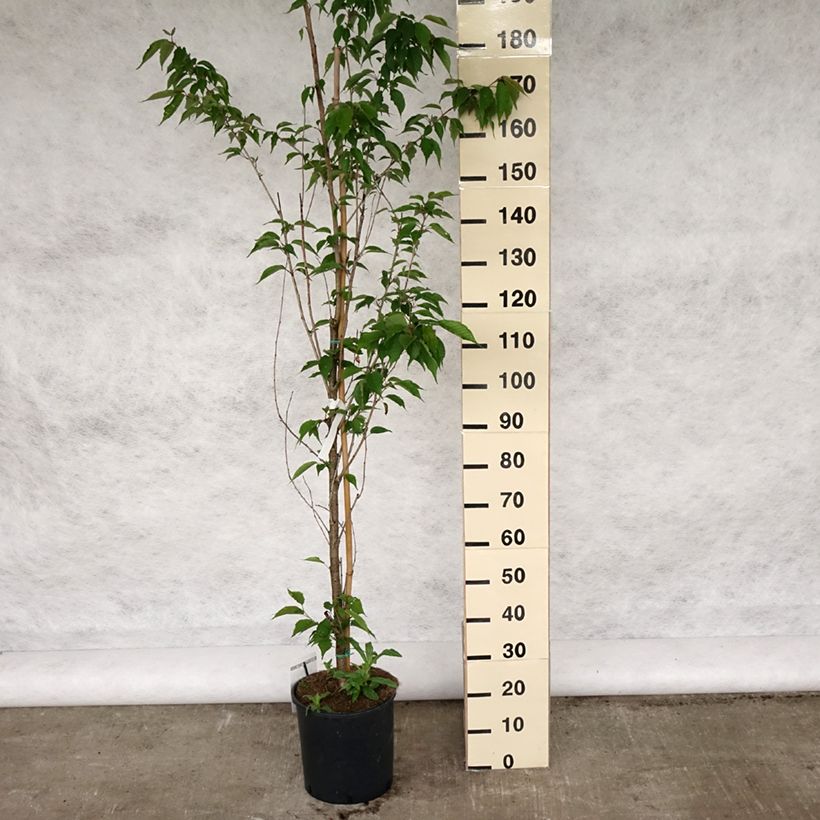 Amostra de Prunus serrulata Sunset Boulevard Vaso de 12 L/15 L tal como entregue na primavera