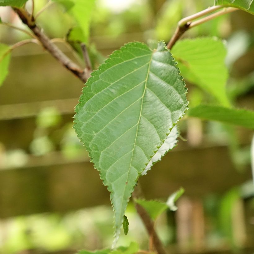 Prunus serrulata Sunset Boulevard (Folhagem)