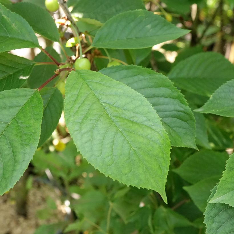 Cerejeira Inglesa Precoce - Prunus cerasus (Folhagem)