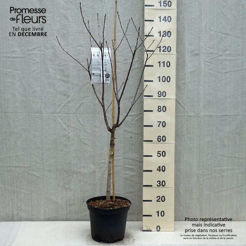 Amostra de Cerejeira Inglesa Precoce - Prunus cerasus Vaso de 7,5 L/10 L, Copo tal como entregue no outono