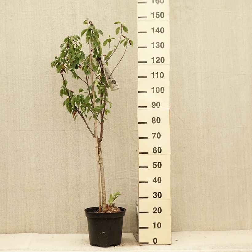 Amostra de Cerejeira Inglesa Precoce - Prunus cerasus Vaso de 7,5 L/10 L, Copo tal como entregue no verão