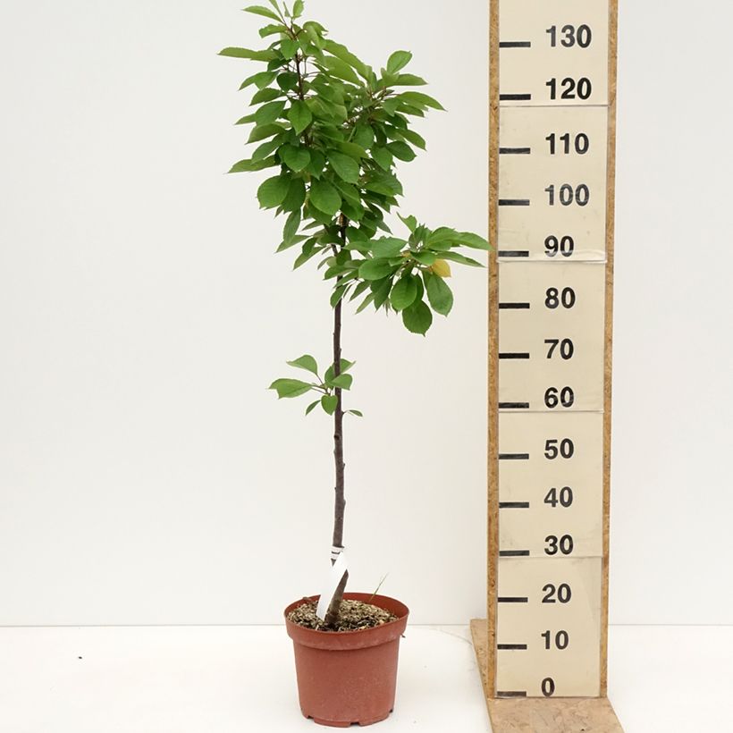 Amostra de Cerejeira Inglesa Precoce - Prunus cerasus Vaso de 7,5 L/10 L, Rebento tal como entregue na primavera