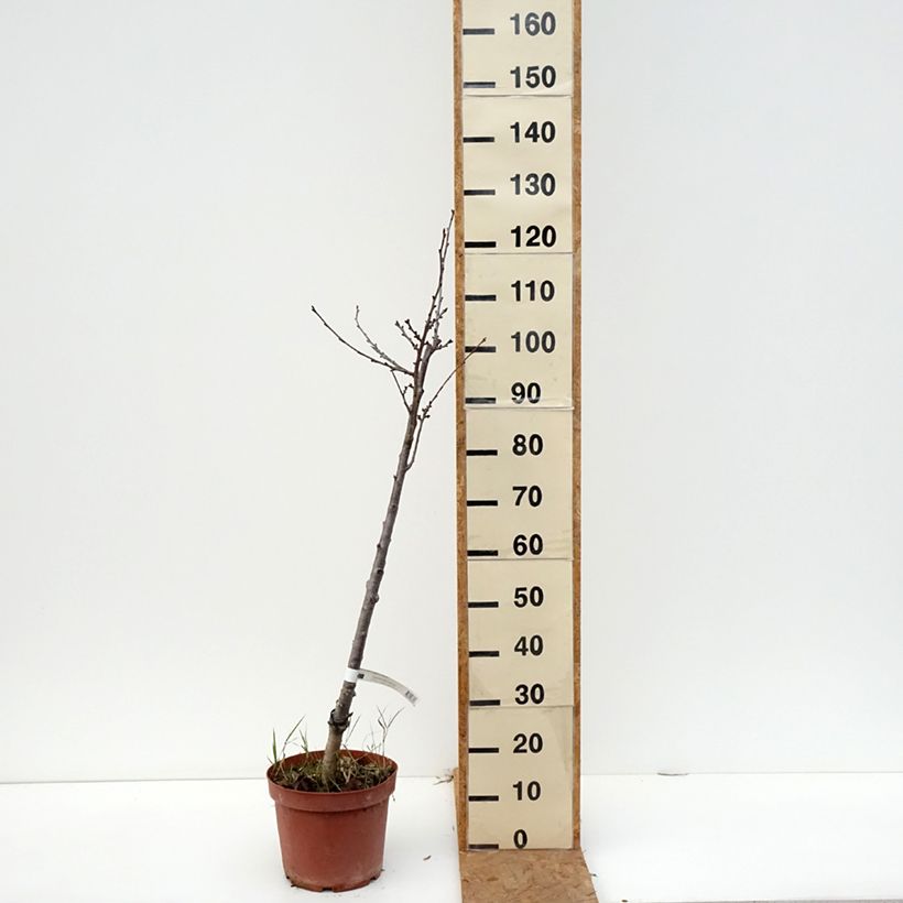 Amostra de Cerejeira Inglesa Precoce - Prunus cerasus Vaso de 7,5 L/10 L, Rebento tal como entregue no outono