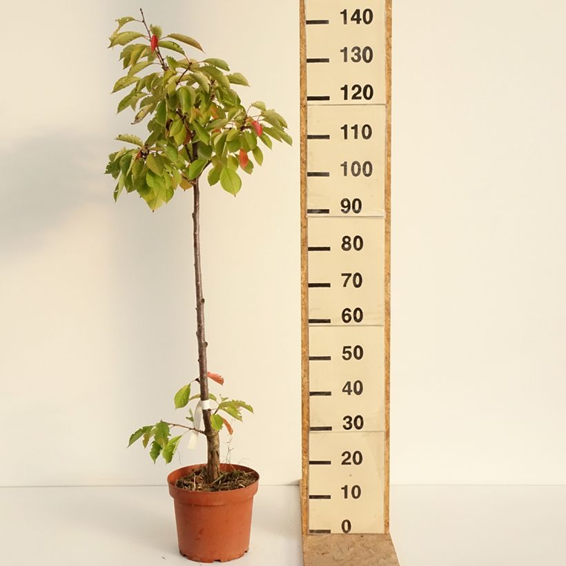 Amostra de Cerejeira Inglesa Precoce - Prunus cerasus Vaso de 7,5 L/10 L, Rebento tal como entregue no verão