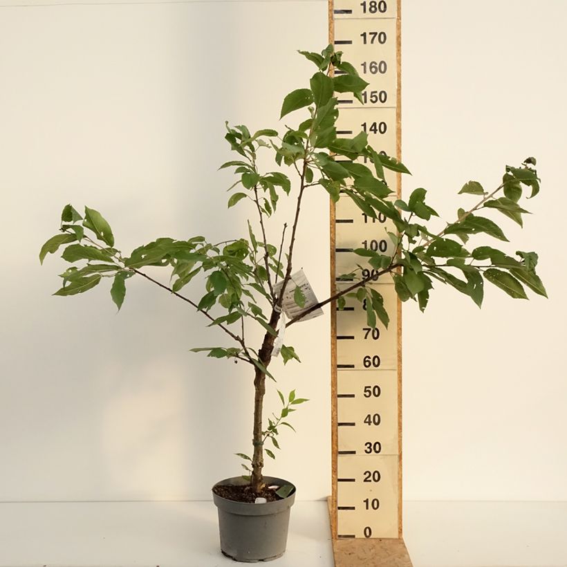 Amostra de Ginjeira Belle Magnifique Georges Delbard - Prunus cerasus Vaso de 7,5 L/10 L, Copo tal como entregue no verão