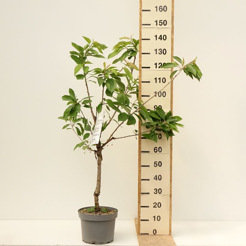 Amostra de Ginjeira Belle Magnifique Georges Delbard - Prunus cerasus Vaso de 7,5 L/10 L, Copo tal como entregue na primavera