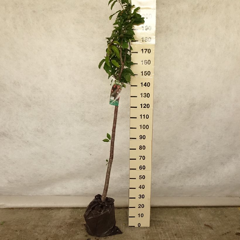 Amostra de Cerejeira Bigaaeau Bigalise Georges Delbard - Prunus avium Torrão "Pronto a plantar", Meia haste tal como entregue no verão