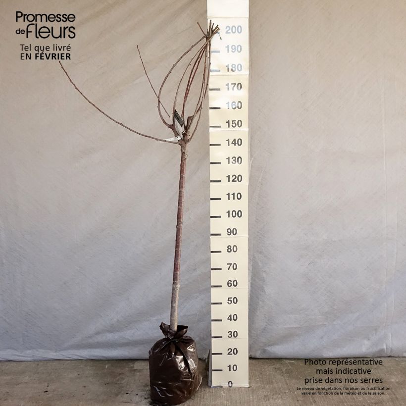 Amostra de Cerisier bigarreau Bigalise - Georges Delbard Torrão "Pronto a plantar", Meia haste tal como entregue no inverno