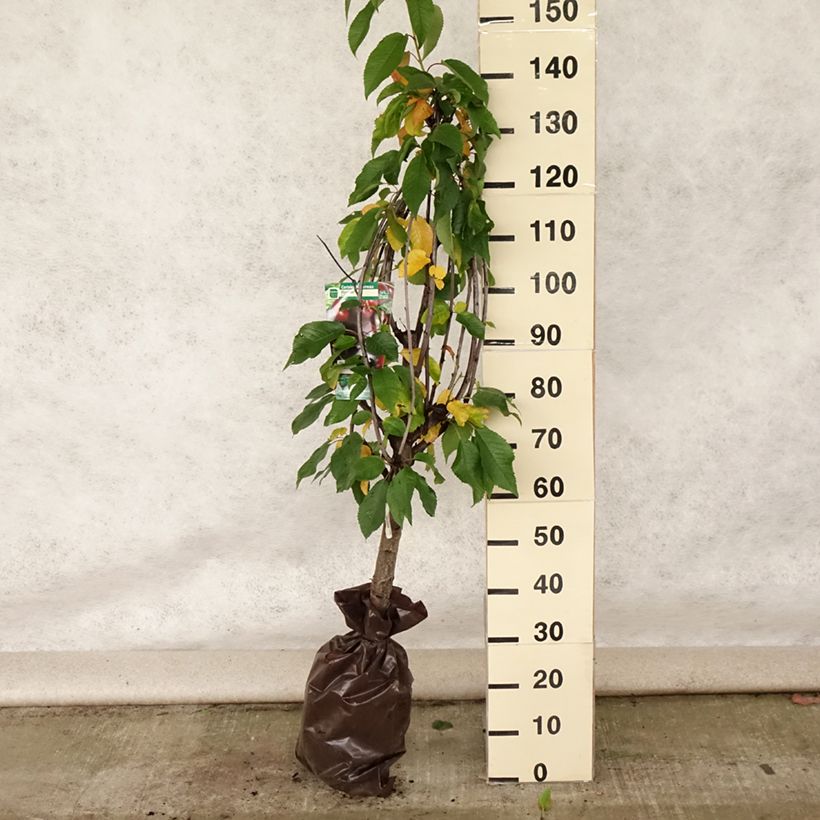 Amostra de Cerejeira Bigaaeau Bigalise Georges Delbard - Prunus avium Torrão "Pronto a plantar", Copo tal como entregue no verão