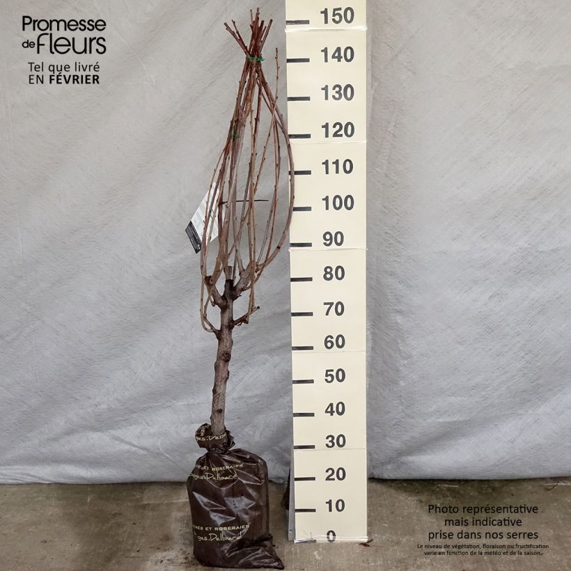 Amostra de Cerisier bigarreau Bigalise - Georges Delbard Torrão "Pronto a plantar", Copo tal como entregue no inverno